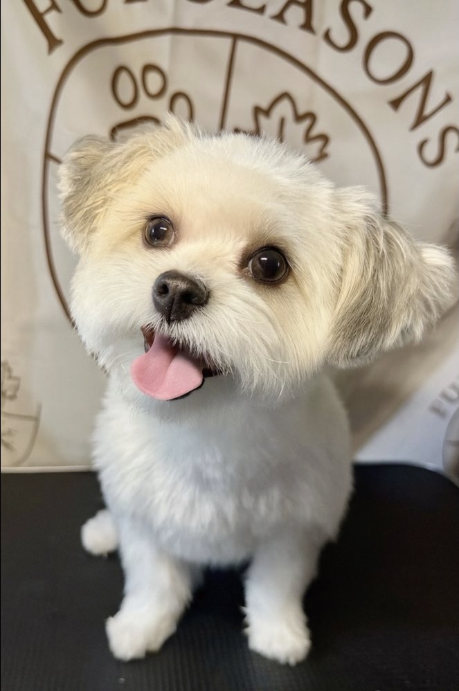 Freshly groomed white puppy at Fur Seasons Spa