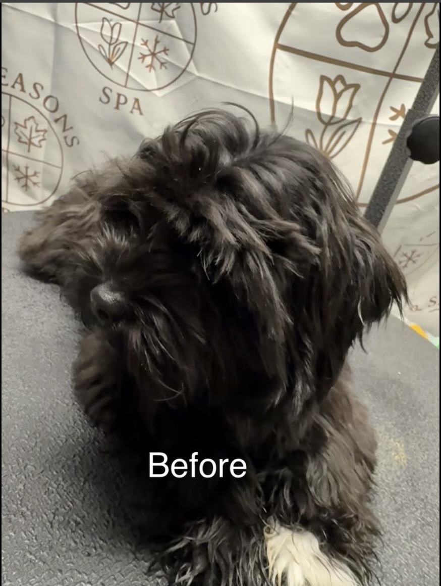 Black puppy before grooming at Fur Seasons Spa
