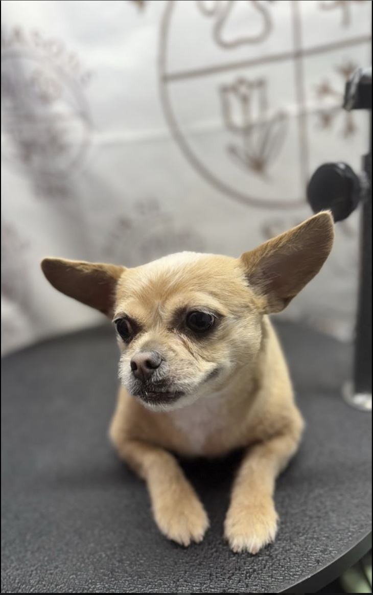 Small tan Chihuahua after grooming at Fur Seasons Spa