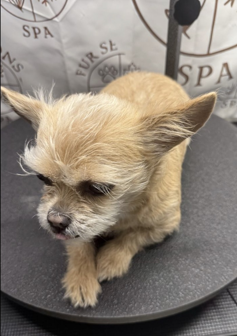 Small tan Chihuahua before grooming at Fur Seasons Spa