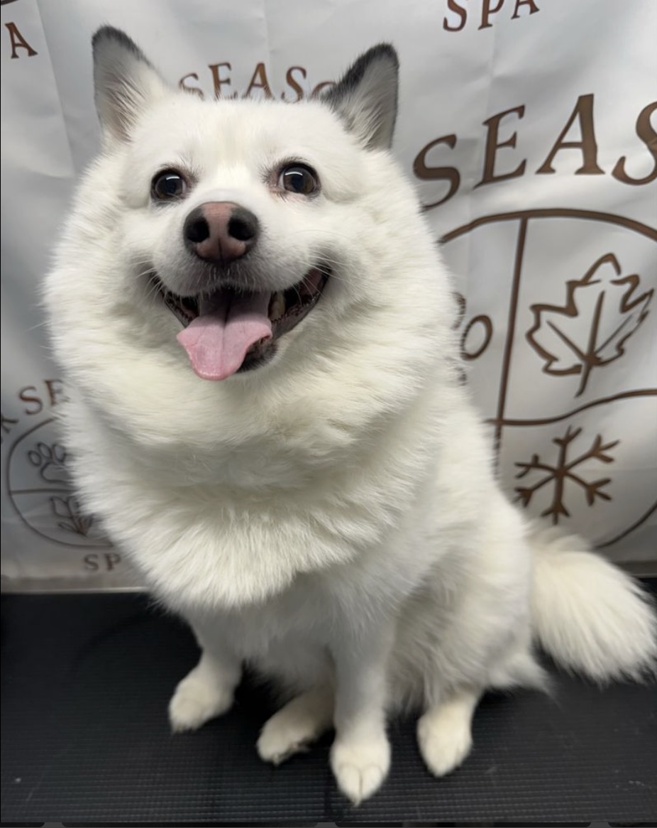 Happy white dog showing a freshly groomed coat at Fur Seasons Spa